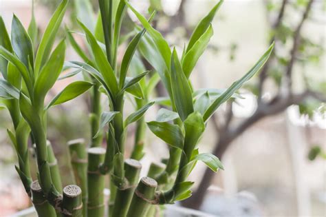 招財樹發財樹開花|招財運｜必知家居偏財運佈局擺法：發財樹風水